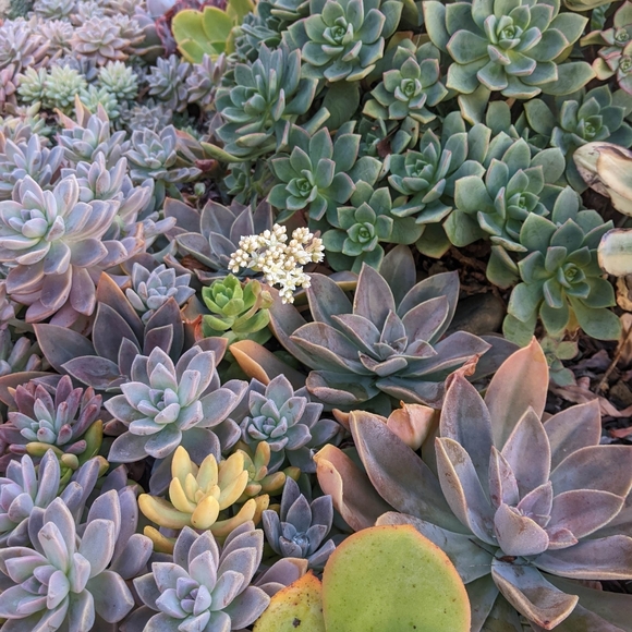 40 Succulent Plant Cuttings Various Types - Picture 8 of 15